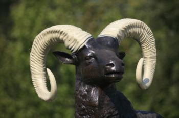 close-up of a ram statue with spiral horns