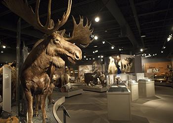 interior of a museum with a moose exhibit