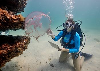 diver studying jellyfish underwater with clipboard