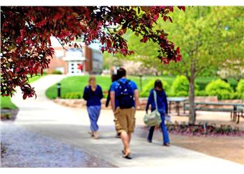 students walking under a tree-lined path