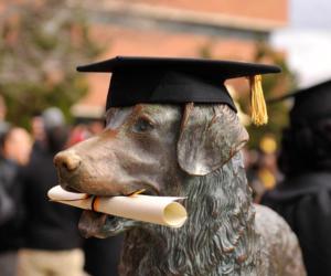 bronze statue of a dog wearing a graduation cap with a diploma