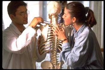 students studying human skeletal anatomy