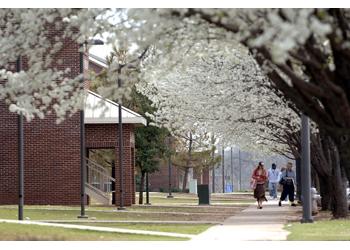 students walking on tree-lined path