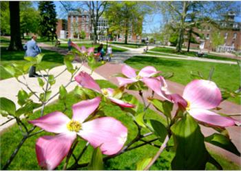 flowering trees near campus building